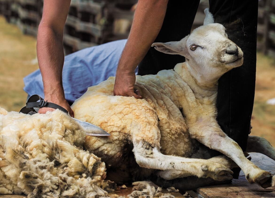 11 raisons de porter de la laine mérinos (en été ET en hiver) – Wolk